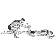 assisted prone hamstring animation