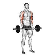 barbell drag curl animation