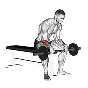 barbell revers wrist curl v. 2 animation