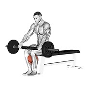 barbell seated calf raise animation