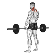 barbell shrug animation