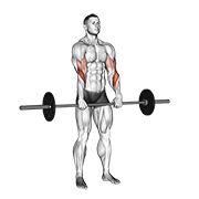 barbell standing reverse grip curl animation