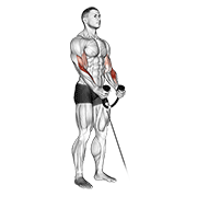cable hammer curl (with rope) animation