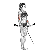 cable reverse curl animation
