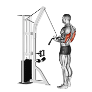 cable reverse-grip pushdown animation
