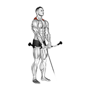 cable shrug animation