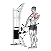 cable upright row animation