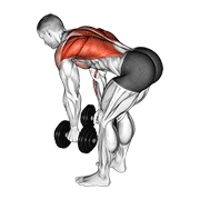 dumbbell bent over row animation