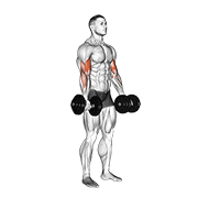 dumbbell biceps curl animation