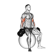 dumbbell seated biceps curl (on stability ball) animation