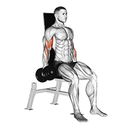 dumbbell seated inner biceps curl animation