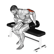 dumbbell seated one arm kickback animation