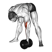 dumbbell standing concentration curl animation