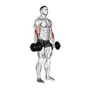 dumbbell standing reverse curl animation