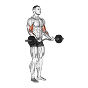 ez barbell curl animation
