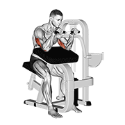 lever triceps extension animation