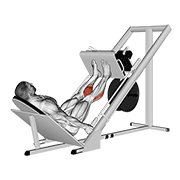sled 45в° calf press animation