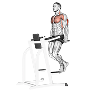 triceps dip animation