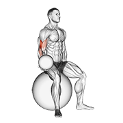 weighted seated bicep curl (on stability ball) animation