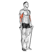 band alternating biceps curl animation