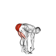 band stiff leg deadlift animation