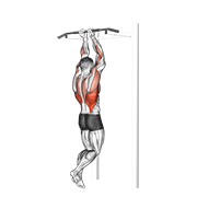 close grip chin-up animation