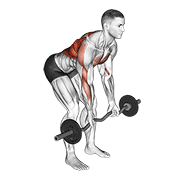 ez bar reverse grip bent over row animation