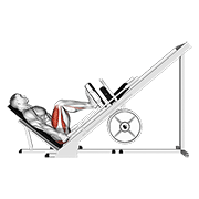 sled 45° leg press (side pov) animation