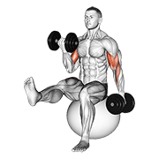 dumbbell alternating bicep curl with leg raised on exercise ball animation
