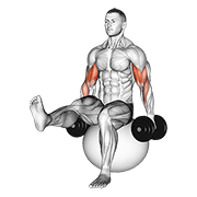 dumbbell bicep curl on exercise ball with leg raised animation