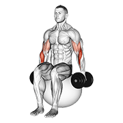 dumbbell hammer curl on exercise ball animation