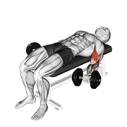 dumbbell lying supine biceps curl animation