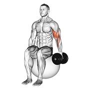 dumbbell one arm seated bicep curl on exercise ball animation