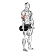 dumbbell one arm standing hammer curl animation