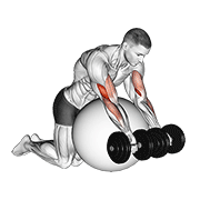 dumbbell preacher curl over exercise ball animation
