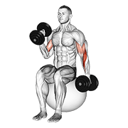 dumbbell seated alternate hammer curl on exercise ball animation
