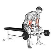 ez bar seated close grip concentration curl animation