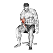 biceps leg concentration curl animation