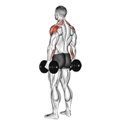 dumbbell rear delt raise animation