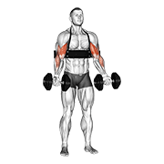 dumbbell biceps curl (with arm blaster) animation