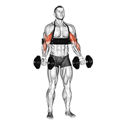 dumbbell alternate biceps curl (with arm blaster) animation
