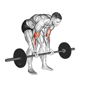 barbell standing concentration curl animation
