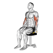 resistance band seated biceps curl animation