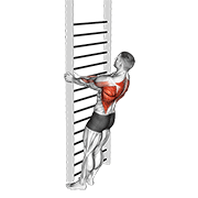 bodyweight standing close-grip row animation