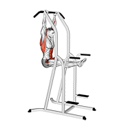 l-pull-up animation